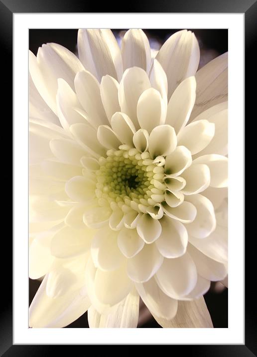 white flower  Framed Mounted Print by james wood
