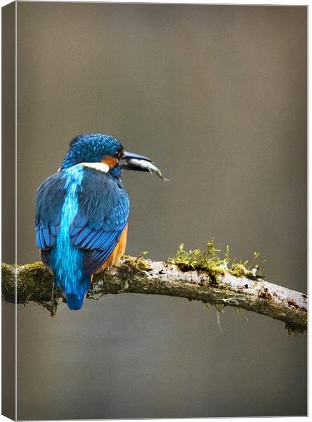 KINGFISHER #6 Canvas Print by Anthony R Dudley (LRPS)