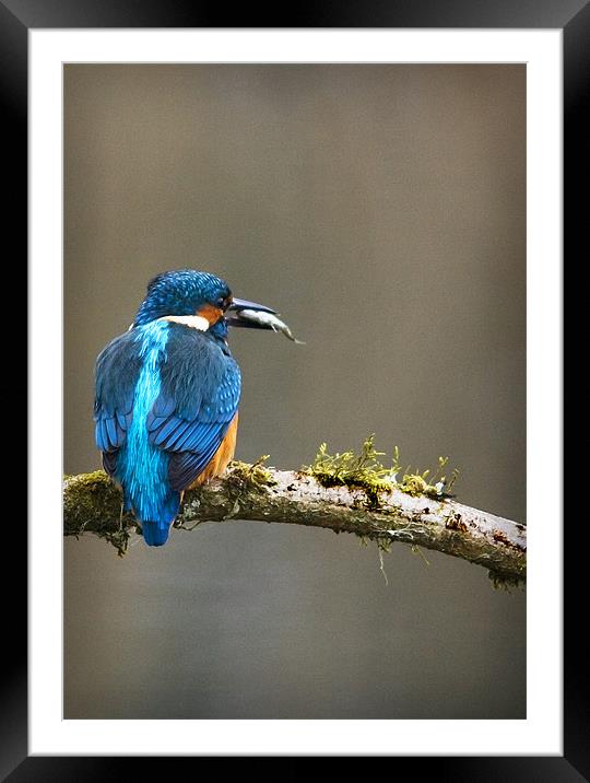 KINGFISHER #6 Framed Mounted Print by Anthony R Dudley (LRPS)