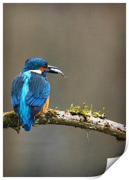 KINGFISHER #6 Print by Anthony R Dudley (LRPS)