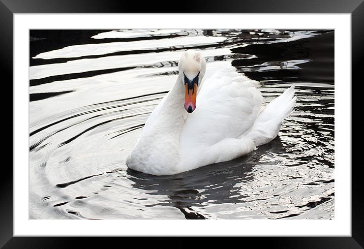 mute swan Framed Mounted Print by jane dickie