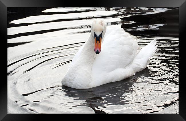 mute swan Framed Print by jane dickie