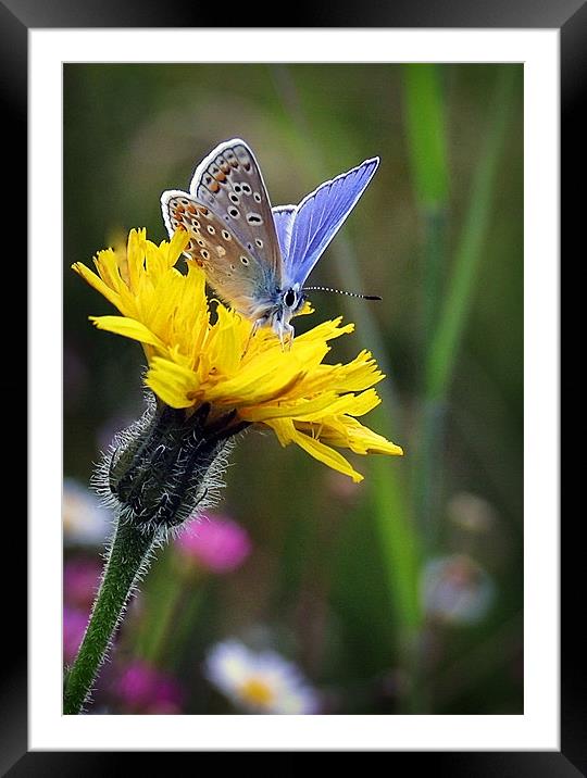 COMMON BLUE BUTTERFLY Framed Mounted Print by Anthony R Dudley (LRPS)
