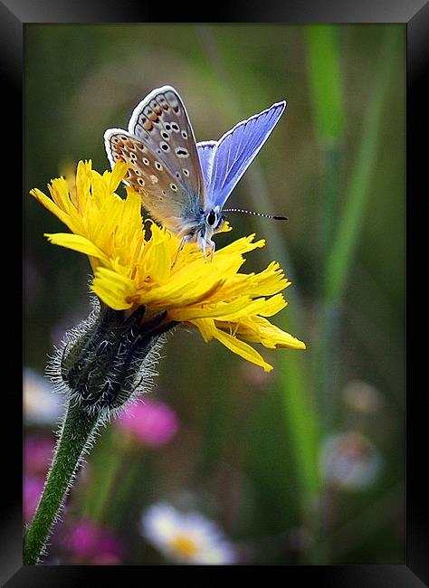 COMMON BLUE BUTTERFLY Framed Print by Anthony R Dudley (LRPS)