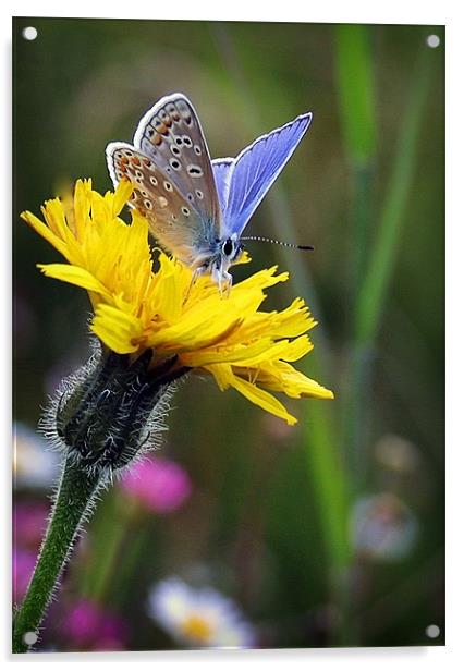 COMMON BLUE BUTTERFLY Acrylic by Anthony R Dudley (LRPS)