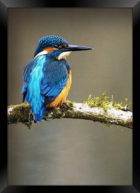 KINGFISHER #7 Framed Print by Anthony R Dudley (LRPS)