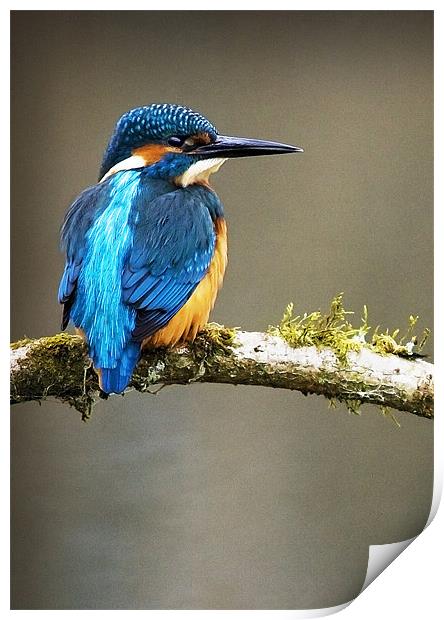 KINGFISHER #7 Print by Anthony R Dudley (LRPS)