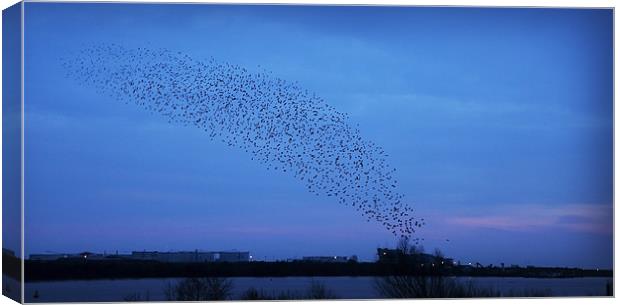 A MURMURATION OVER CARDIFF Canvas Print by Anthony R Dudley (LRPS)