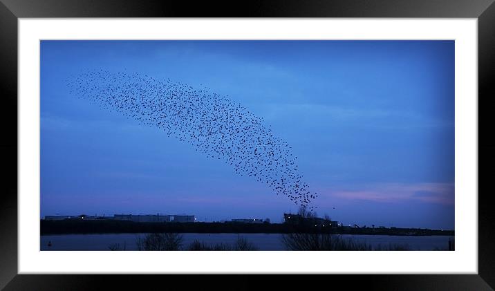 A MURMURATION OVER CARDIFF Framed Mounted Print by Anthony R Dudley (LRPS)