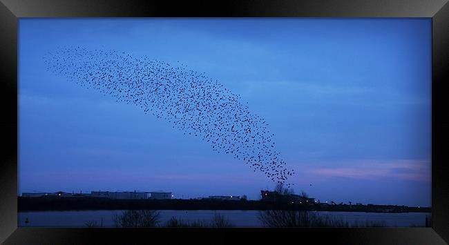A MURMURATION OVER CARDIFF Framed Print by Anthony R Dudley (LRPS)