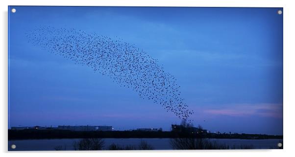 A MURMURATION OVER CARDIFF Acrylic by Anthony R Dudley (LRPS)