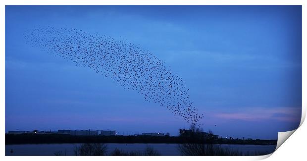 A MURMURATION OVER CARDIFF Print by Anthony R Dudley (LRPS)