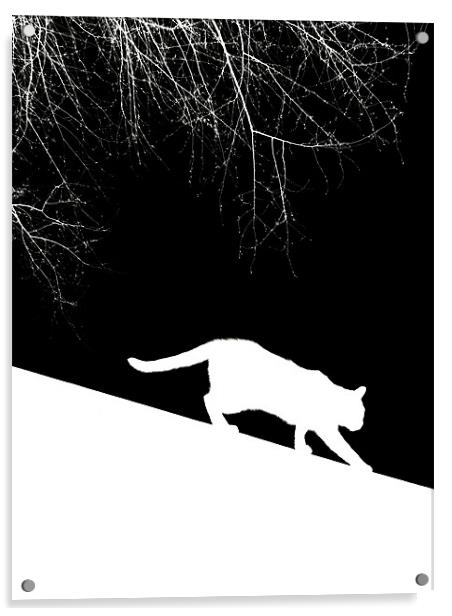 snow cat Acrylic by Heather Newton