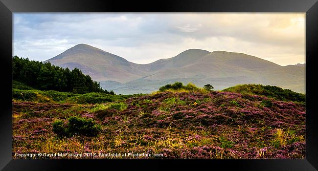 Mourne Mountain heather Framed Print by David McFarland