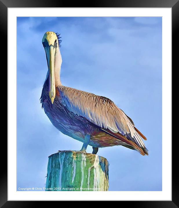 Majestic Pelican Perched Framed Mounted Print by Chris Thaxter