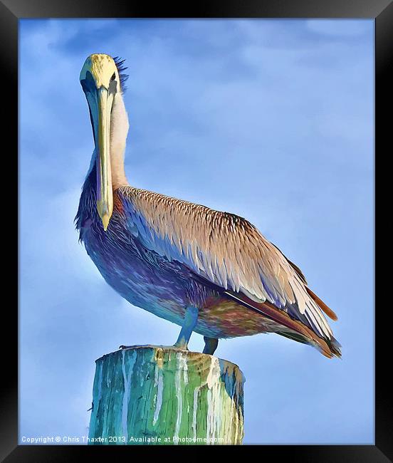 Majestic Pelican Perched Framed Print by Chris Thaxter