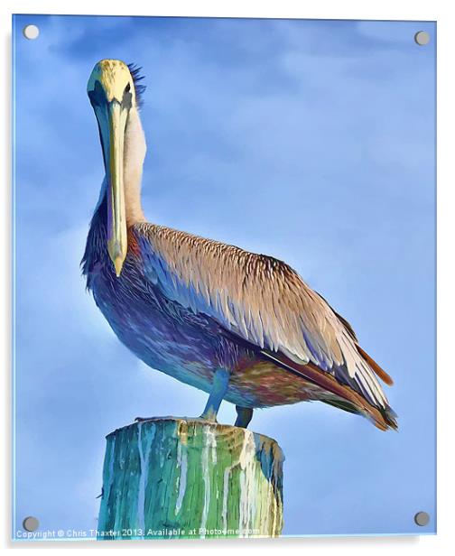 Majestic Pelican Perched Acrylic by Chris Thaxter