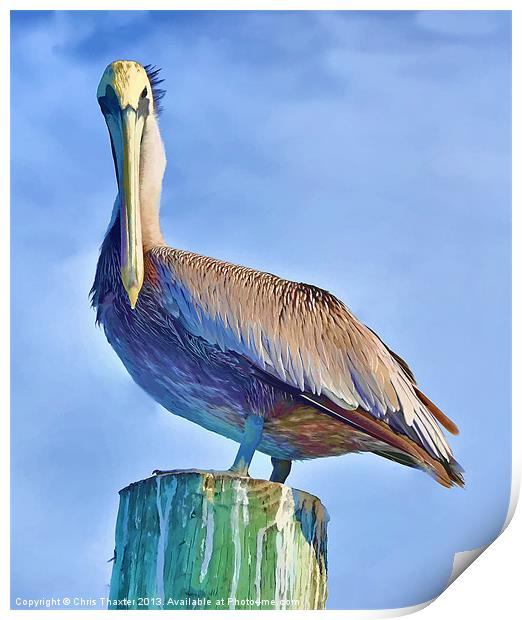 Majestic Pelican Perched Print by Chris Thaxter