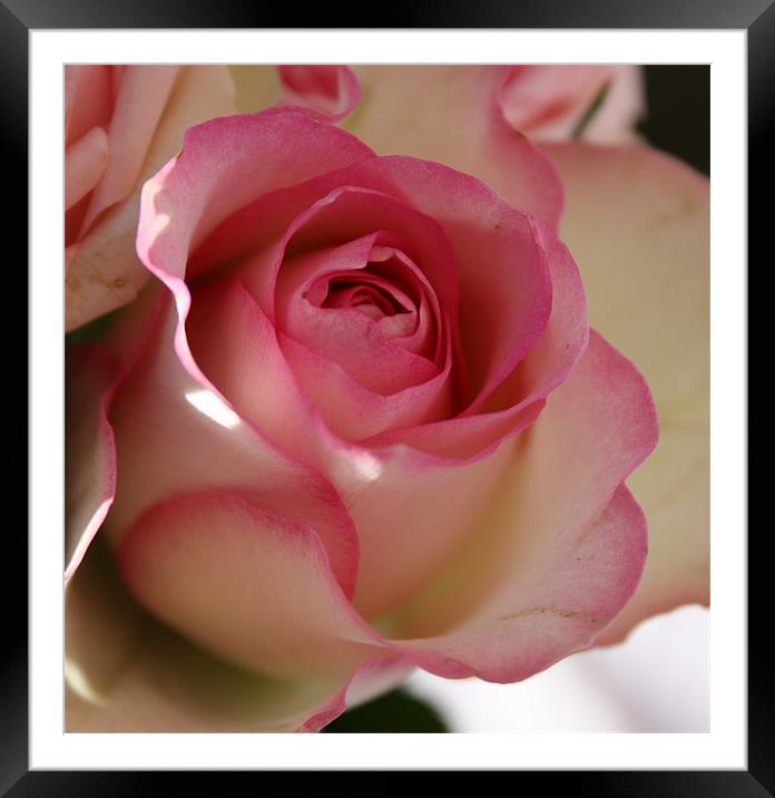 Romantic rose Framed Mounted Print by Marilyn PARKER