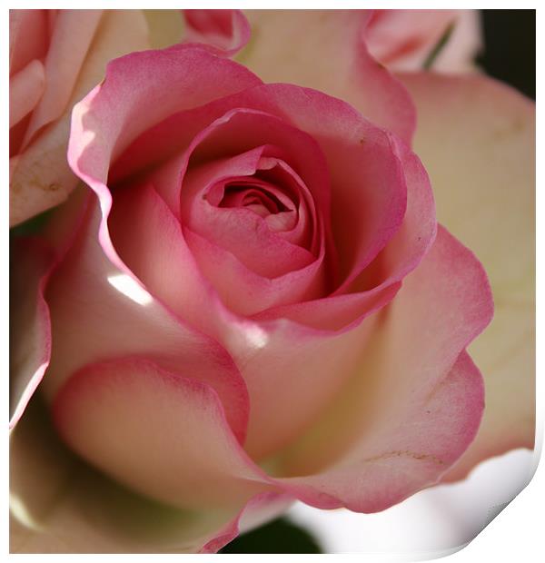 Romantic rose Print by Marilyn PARKER