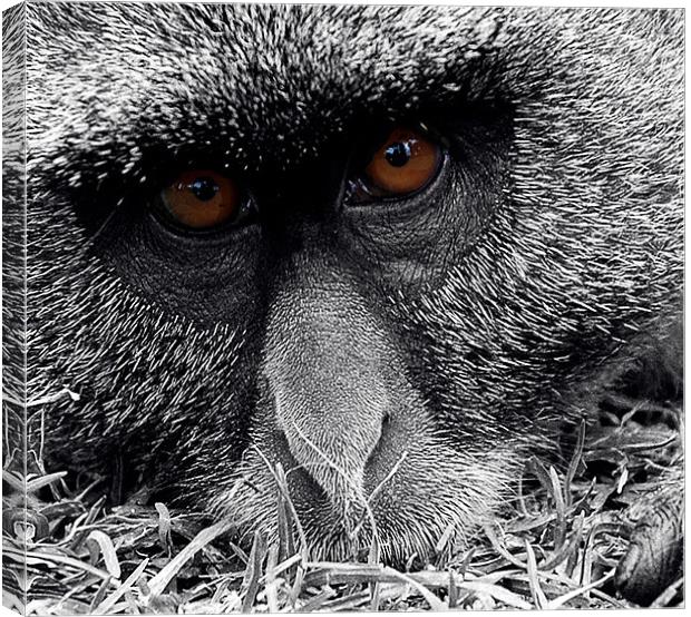 Meaningful eyes Canvas Print by Michael Thompson