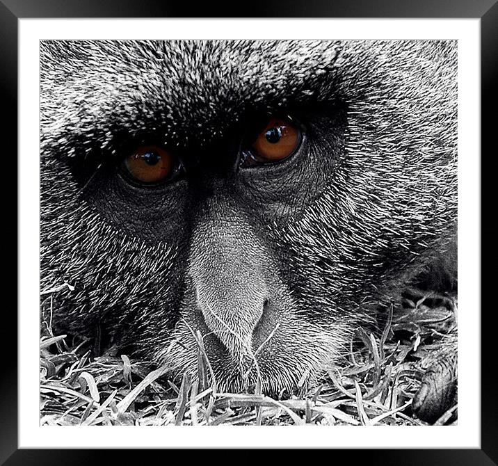 Meaningful eyes Framed Mounted Print by Michael Thompson