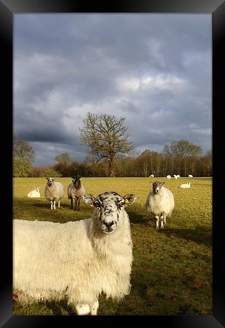 Who Are Ewe Looking At? Framed Print by Andrew Watson