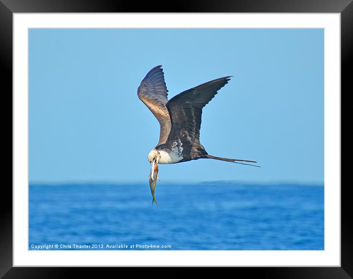 Majestic Frigate Bird Soaring over the Ocean Framed Mounted Print by Chris Thaxter