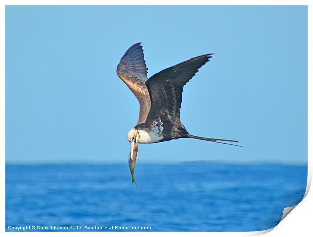 Majestic Frigate Bird Soaring over the Ocean Print by Chris Thaxter