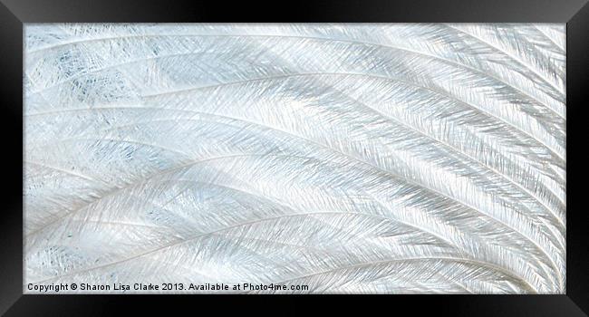 Pure feather Framed Print by Sharon Lisa Clarke