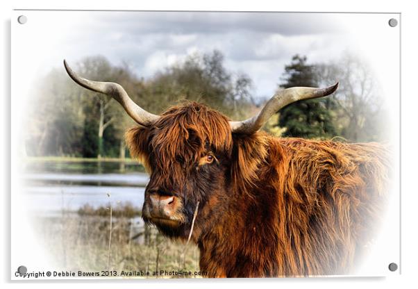 Highland Cow Acrylic by Lady Debra Bowers L.R.P.S