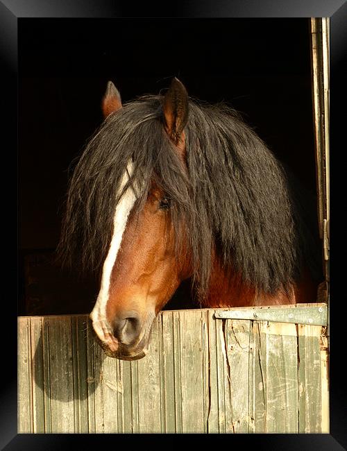 Overlooking the stable door. Framed Print by Jackie Forrest