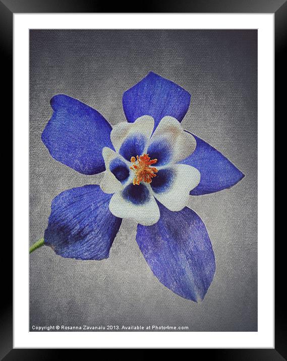 Blue Aquilegia Framed Mounted Print by Rosanna Zavanaiu