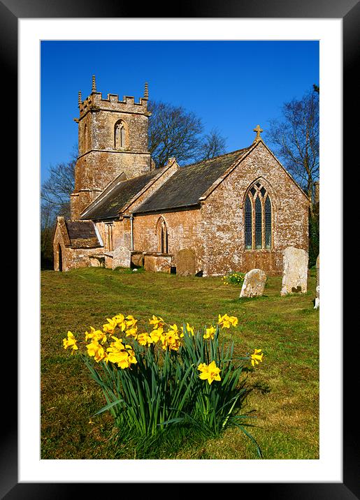 St Andrews Church & Daffodils, Burstock, Dorset Framed Mounted Print by Darren Galpin