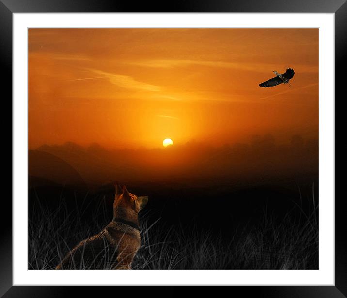 Dog in the field Framed Mounted Print by Matthew Laming