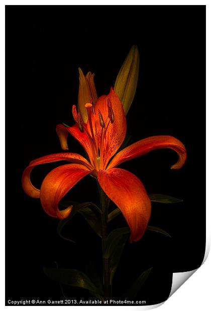 Orange Lily Print by Ann Garrett