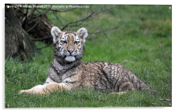 Tiger cub in the grass Acrylic by Martyn Bennett