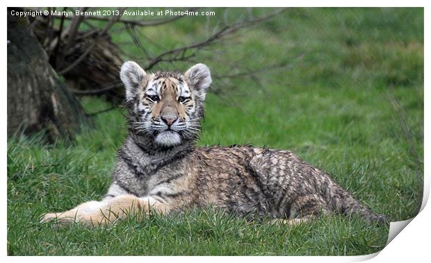 Tiger cub in the grass Print by Martyn Bennett