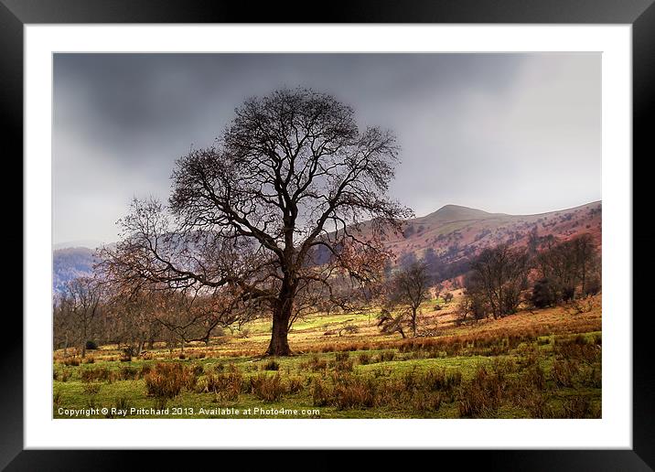Tree near Ullswater Framed Mounted Print by Ray Pritchard