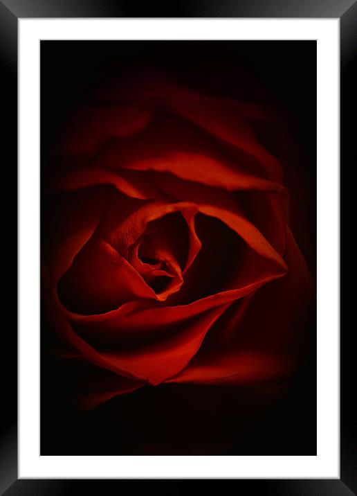 Valentines Rose Framed Mounted Print by Dean Messenger