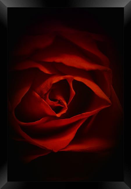 Valentines Rose Framed Print by Dean Messenger