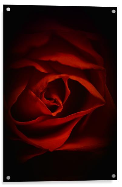Valentines Rose Acrylic by Dean Messenger