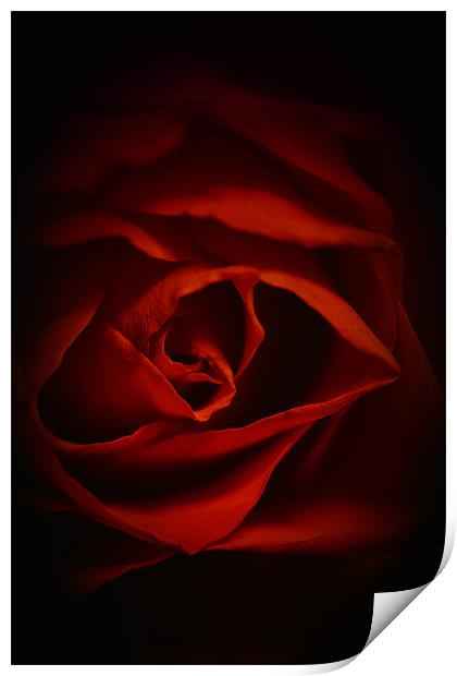 Valentines Rose Print by Dean Messenger