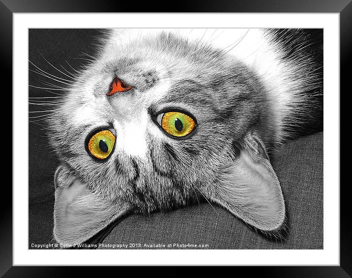 The Eyes Have It !! Framed Mounted Print by Colin Williams Photography