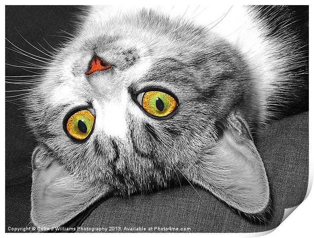 The Eyes Have It !! Print by Colin Williams Photography