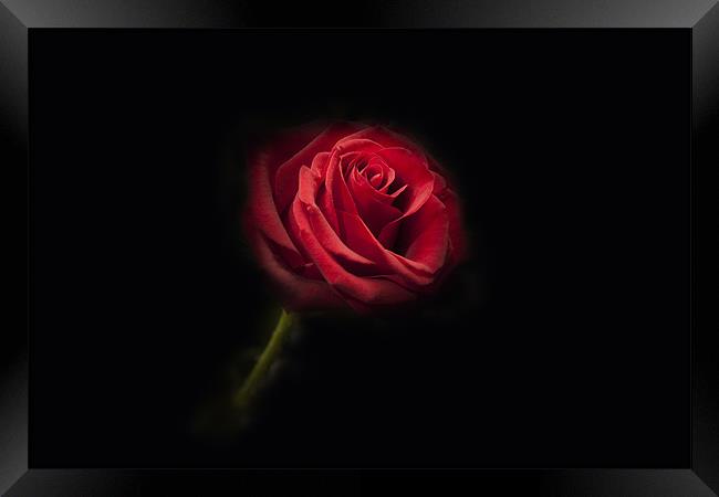 Single Red Rose Framed Print by Simon West