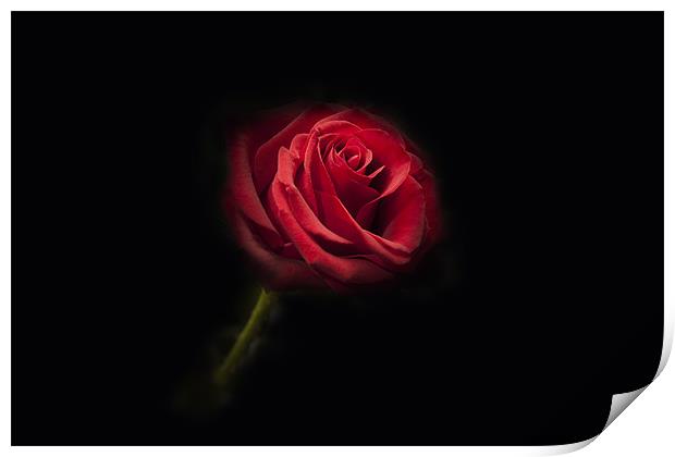 Single Red Rose Print by Simon West