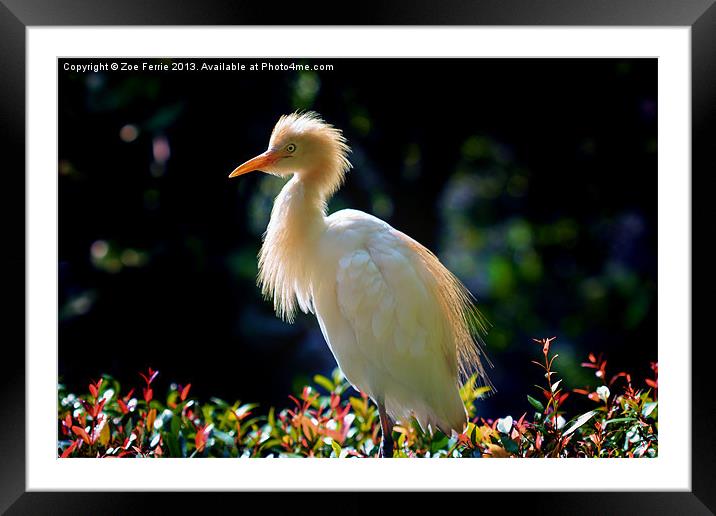 Egret with back lighting Framed Mounted Print by Zoe Ferrie