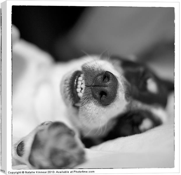 Cute Sleeping Jack Russell Terrier - Black and Whi Canvas Print by Natalie Kinnear