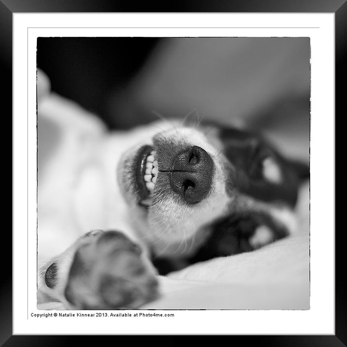 Cute Sleeping Jack Russell Terrier - Black and Whi Framed Mounted Print by Natalie Kinnear